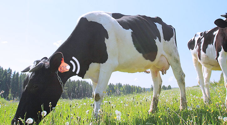 RFID牛管理