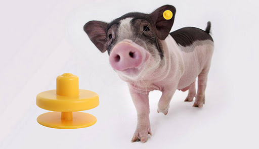 RFID猪管理